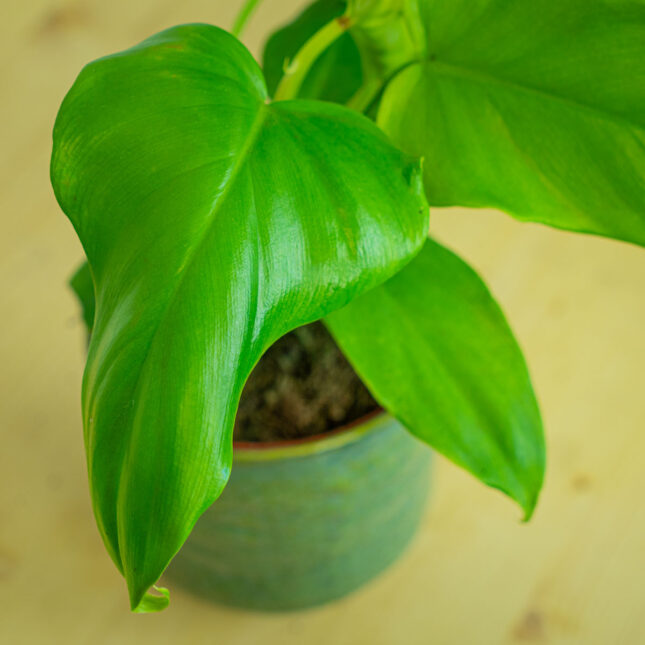 Mała Szklarnia Mała Szklarnia