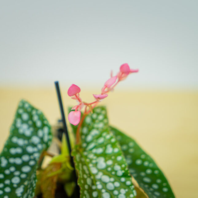 Mała Szklarnia Mała Szklarnia