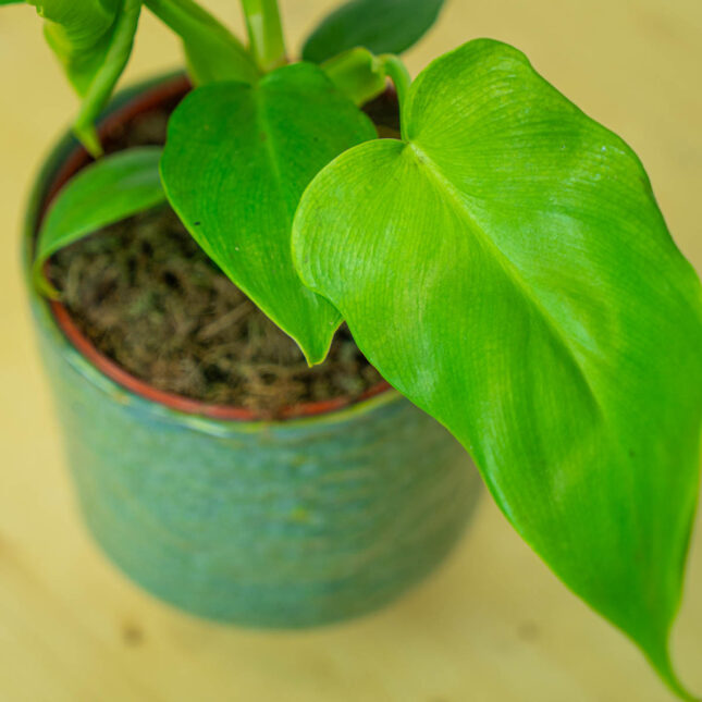 Mała Szklarnia Mała Szklarnia