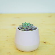 Eszeweria lola baby (echeveria)