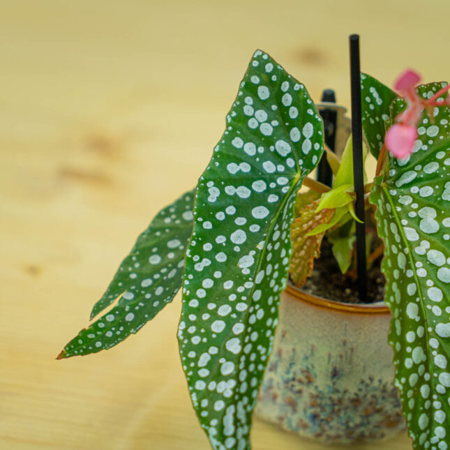 Mała Szklarnia Mała Szklarnia