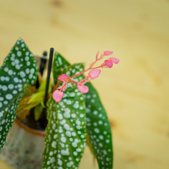 Mała Szklarnia Mała Szklarnia