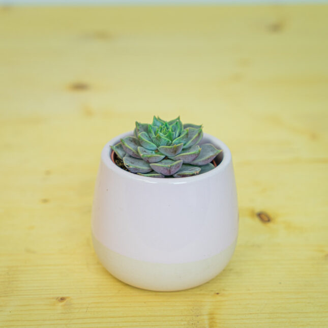 Mała Szklarnia Mała Szklarnia