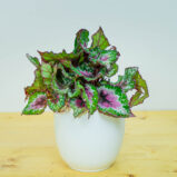 Begonia rex alaska creek