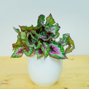Begonia rex alaska creek