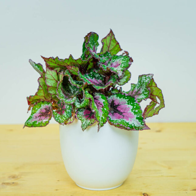 Begonia rex alaska creek