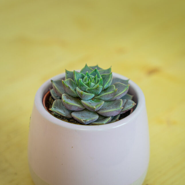 Mała Szklarnia Mała Szklarnia