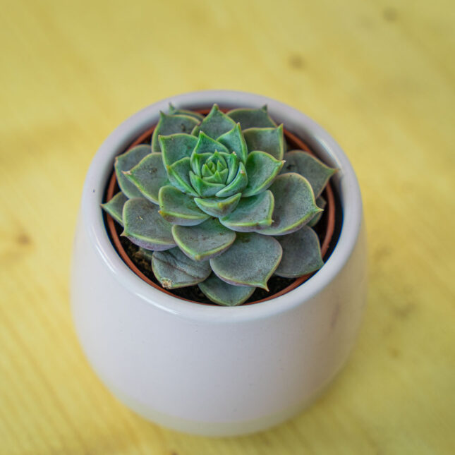 Mała Szklarnia Mała Szklarnia