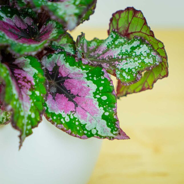 Mała Szklarnia Mała Szklarnia