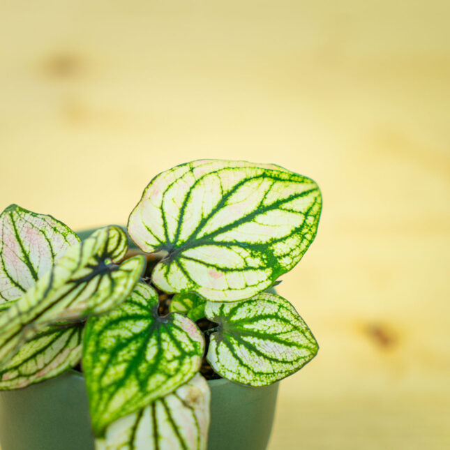 Mała Szklarnia Mała Szklarnia