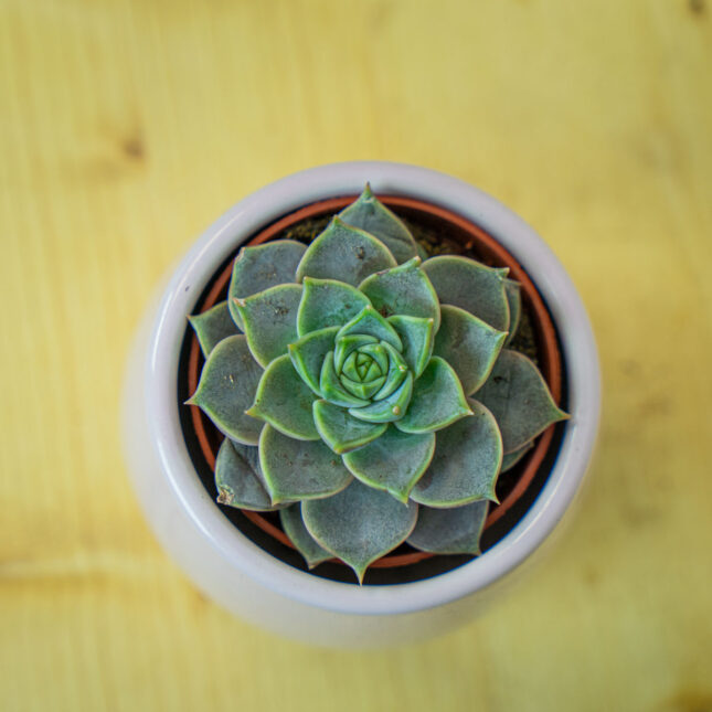 Mała Szklarnia Mała Szklarnia