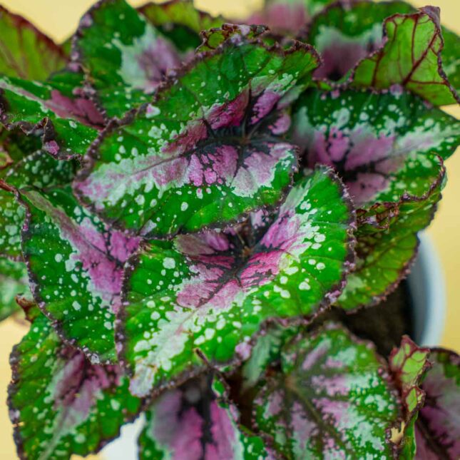 Mała Szklarnia Mała Szklarnia