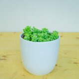 Sedum burrito