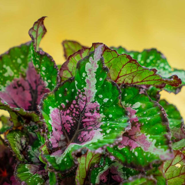 Mała Szklarnia Mała Szklarnia