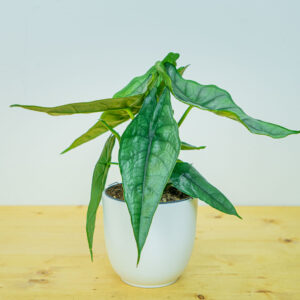 Alokazja dragon breath (alocasia)