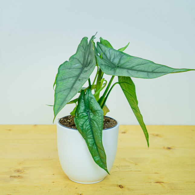 Mała Szklarnia Mała Szklarnia