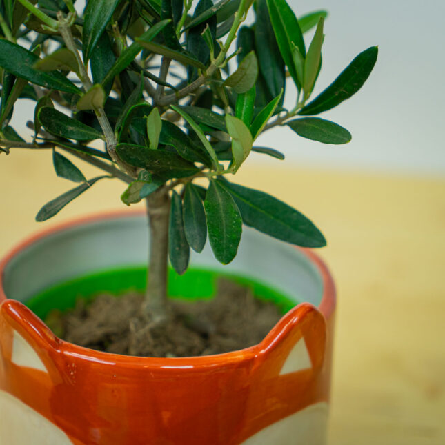 Mała Szklarnia Mała Szklarnia