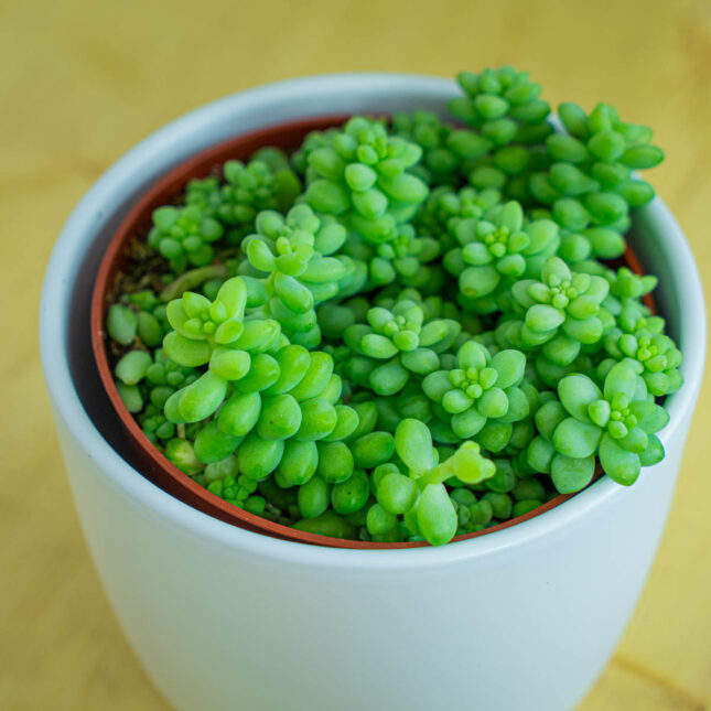 Mała Szklarnia Mała Szklarnia