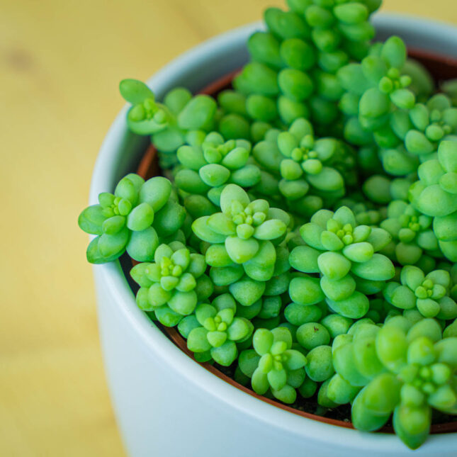 Mała Szklarnia Mała Szklarnia