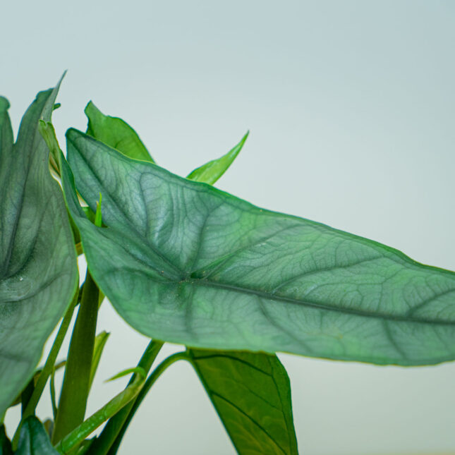 Mała Szklarnia Mała Szklarnia