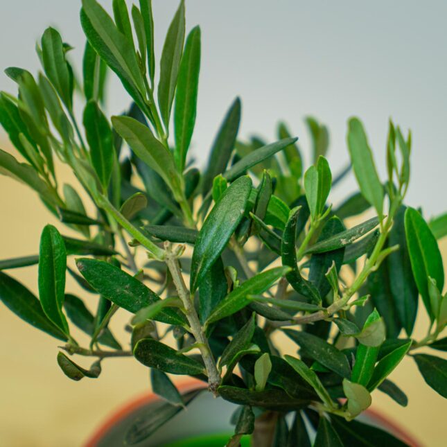 Mała Szklarnia Mała Szklarnia