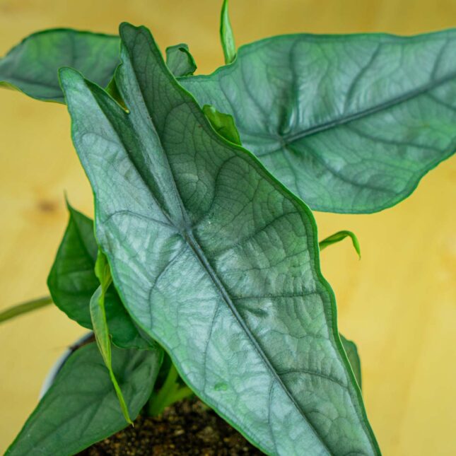 Mała Szklarnia Mała Szklarnia