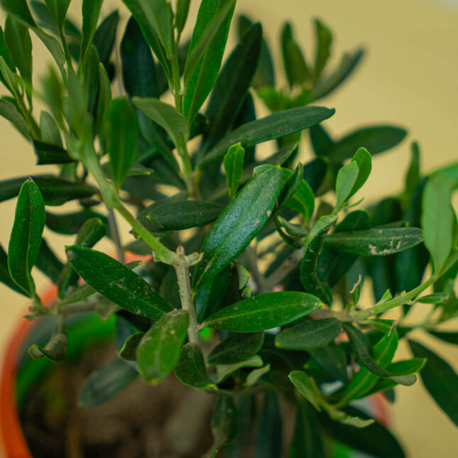 Mała Szklarnia Mała Szklarnia