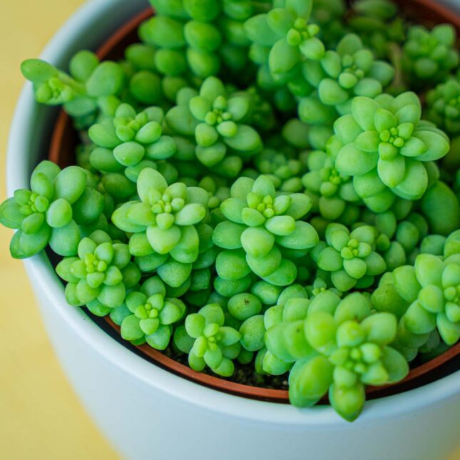 Mała Szklarnia Mała Szklarnia