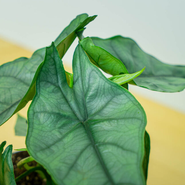 Mała Szklarnia Mała Szklarnia