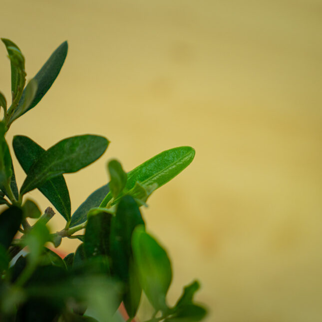 Mała Szklarnia Mała Szklarnia