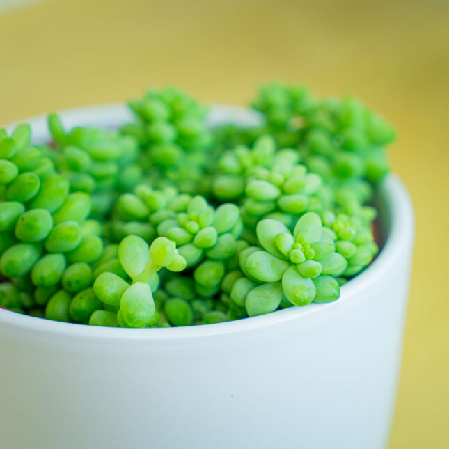 Mała Szklarnia Mała Szklarnia