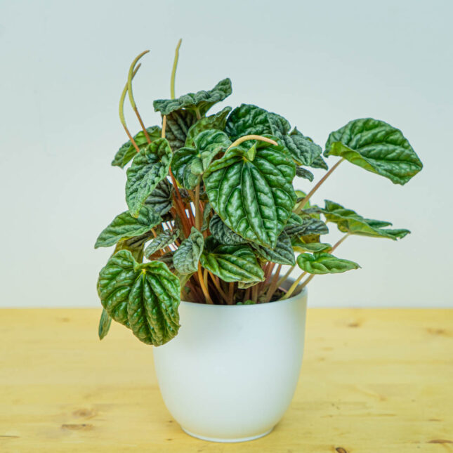 Mała Szklarnia Mała Szklarnia