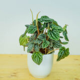 Peperomia caperata lilian