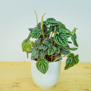 Peperomia caperata lilian