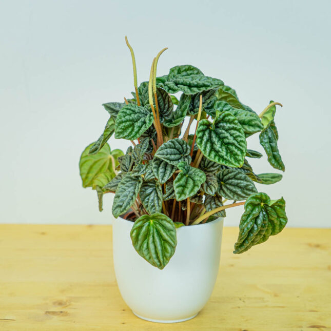 Peperomia caperata lilian