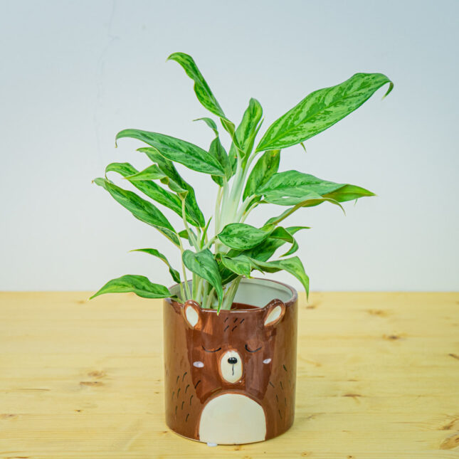 Mała Szklarnia Mała Szklarnia