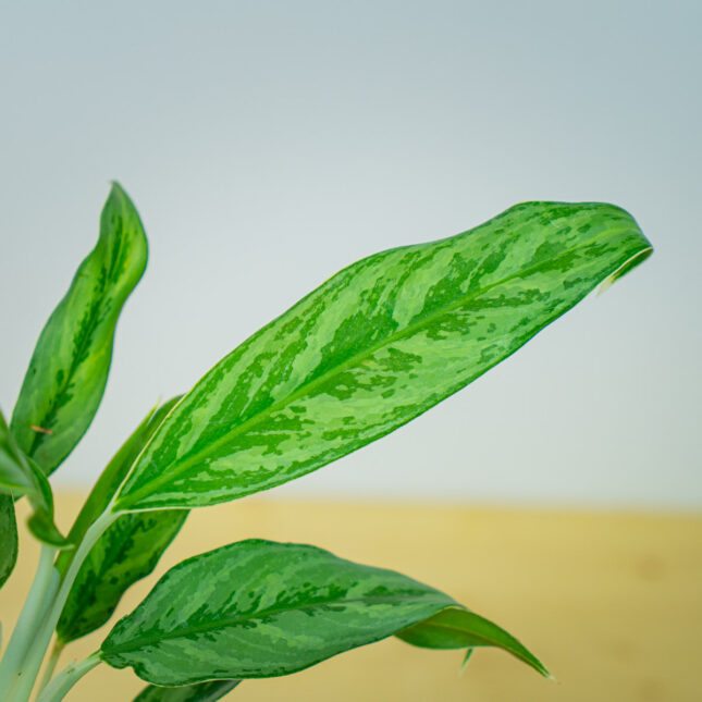 Mała Szklarnia Mała Szklarnia