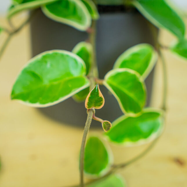 Mała Szklarnia Mała Szklarnia