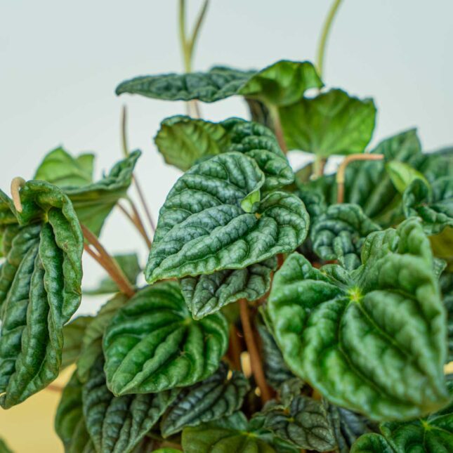 Mała Szklarnia Mała Szklarnia