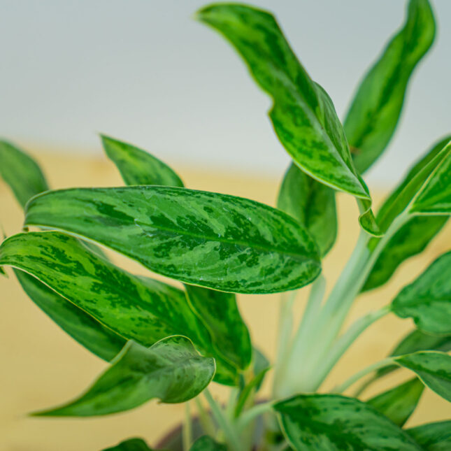 Mała Szklarnia Mała Szklarnia