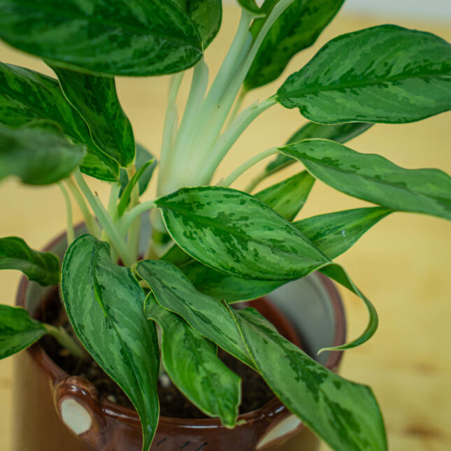 Mała Szklarnia Mała Szklarnia