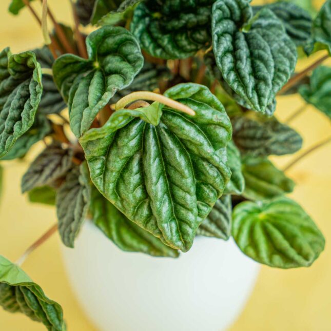 Mała Szklarnia Mała Szklarnia