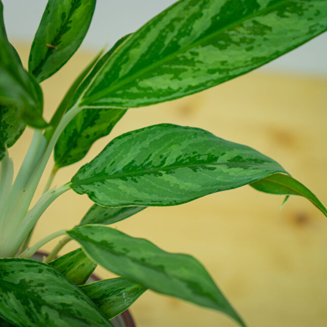 Mała Szklarnia Mała Szklarnia