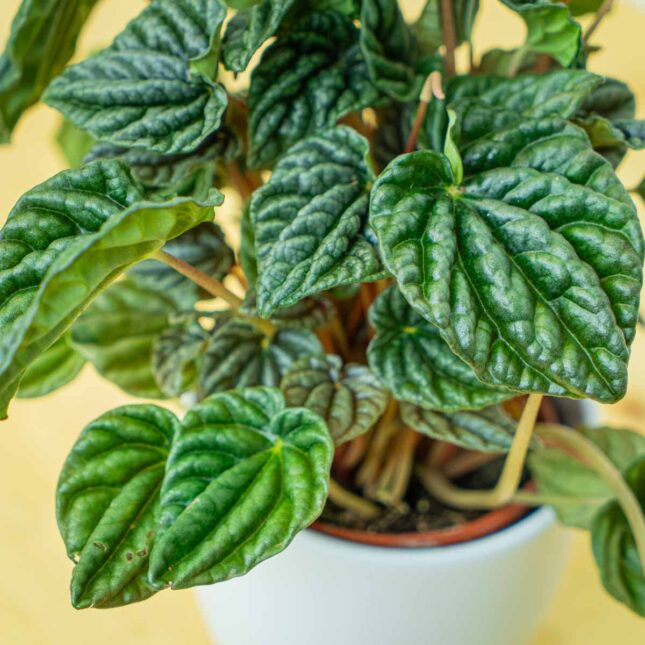 Mała Szklarnia Mała Szklarnia