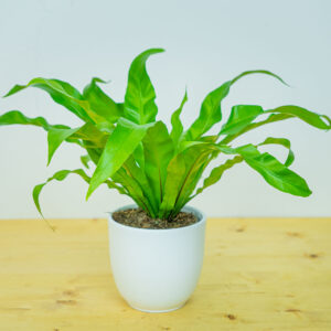 Paproć zanokcica (asplenium antiquum)