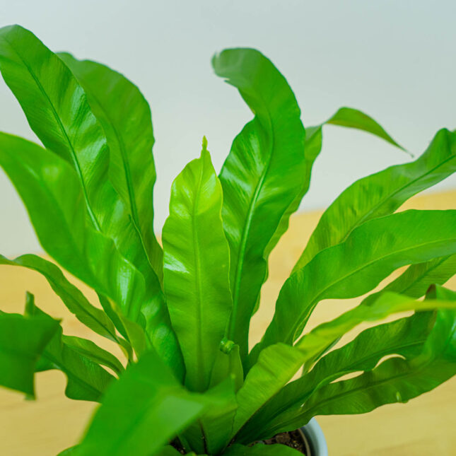 Mała Szklarnia Mała Szklarnia