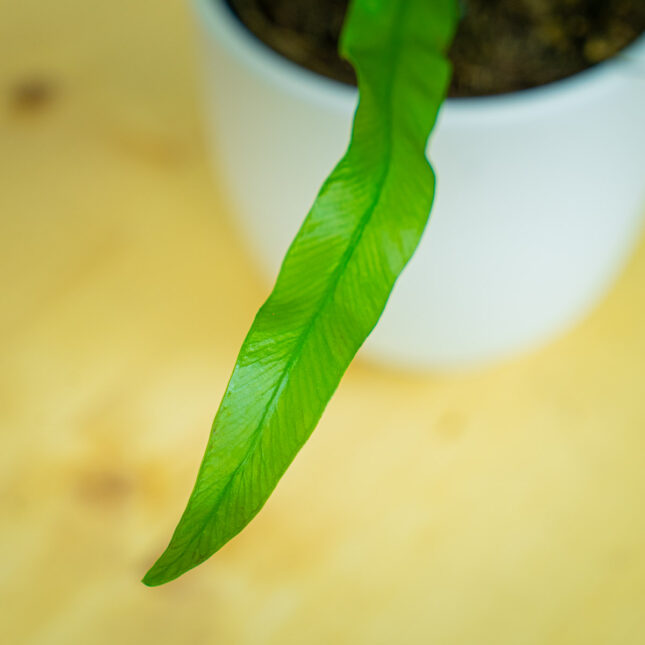 Mała Szklarnia Mała Szklarnia