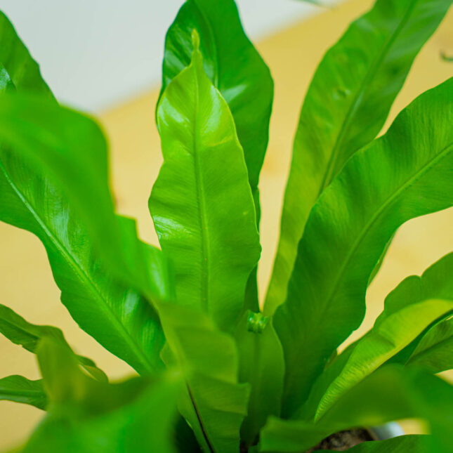 Mała Szklarnia Mała Szklarnia