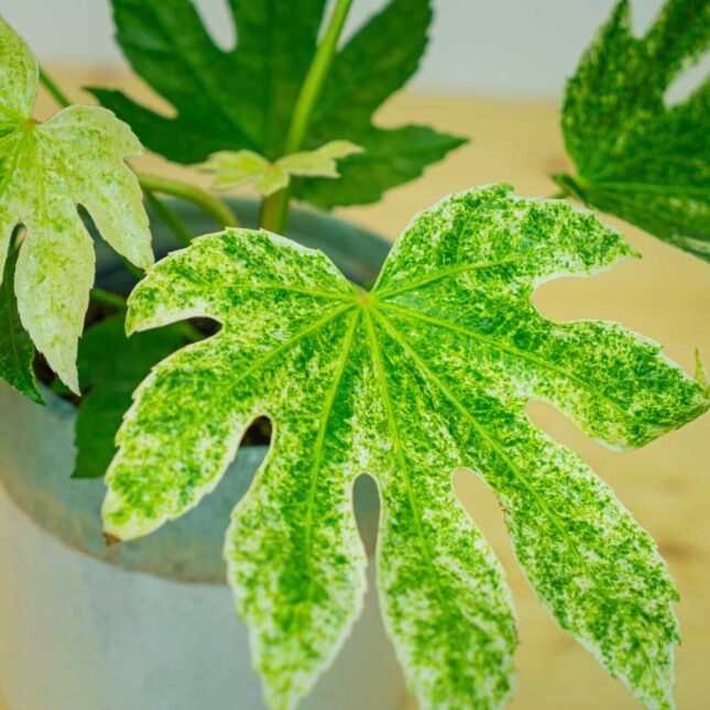 Mała Szklarnia Mała Szklarnia