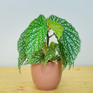 Begonia snow capped
